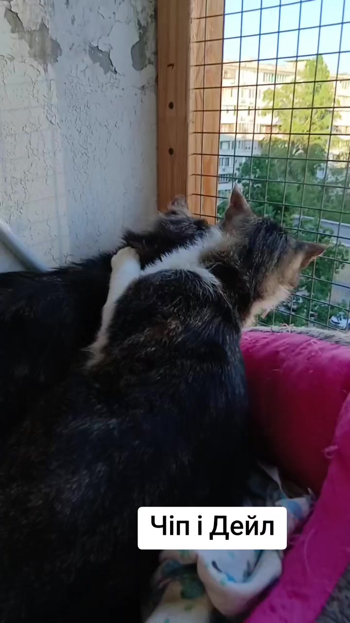 @КотоДім Cat House