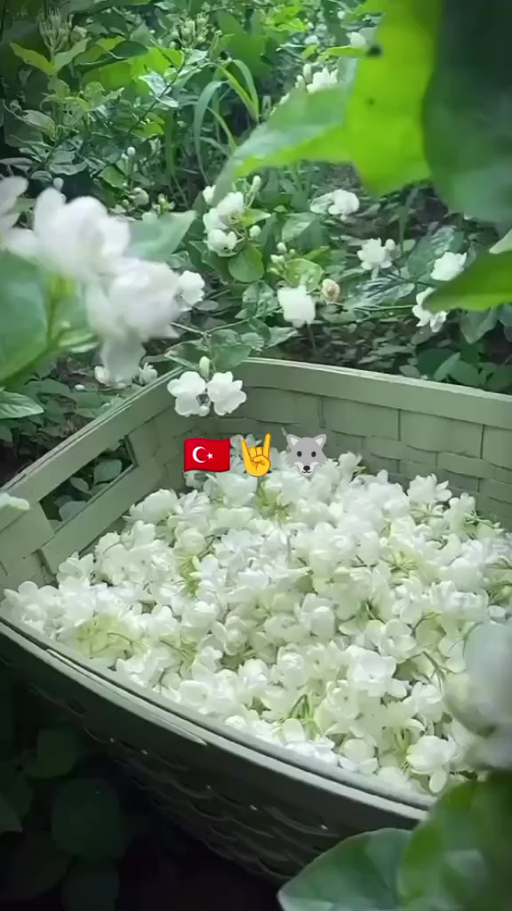 @Asena 1453