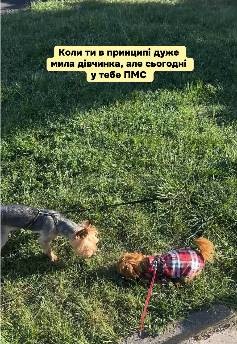 @Мальтипух Кіра