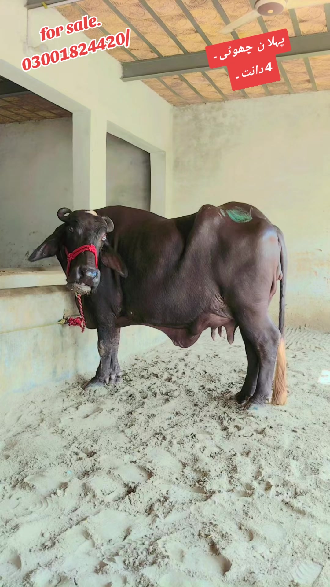 @💖🐄یوسف خان گوندل الہ 💖🐄