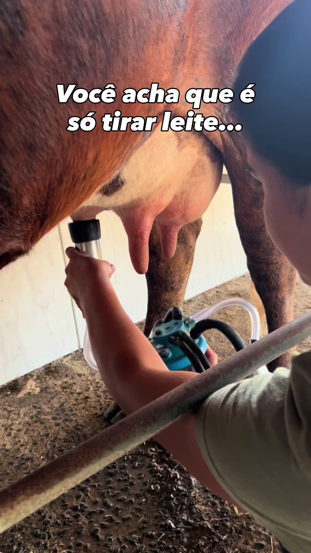 @Val&eacute;ria | Rotina | Queijos🧀🐄