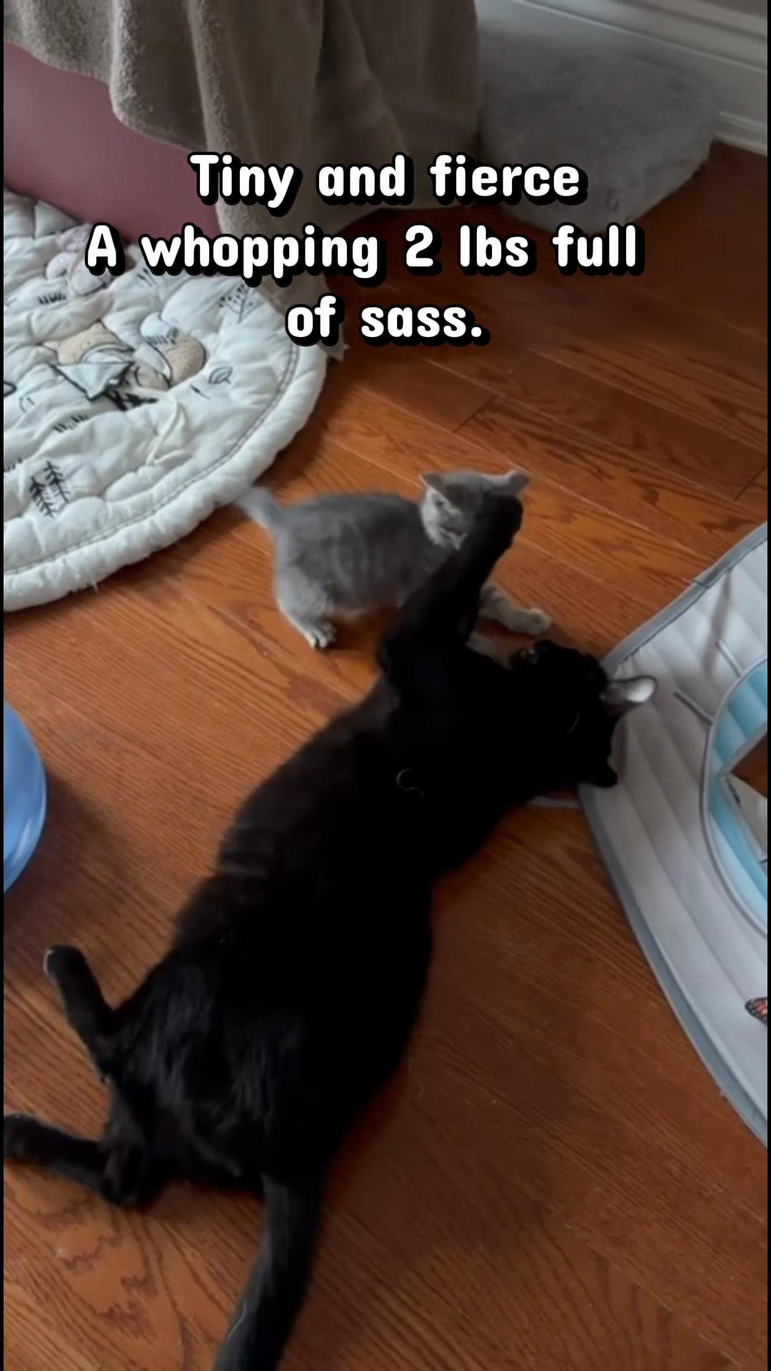 @North Toronto Cat Rescue