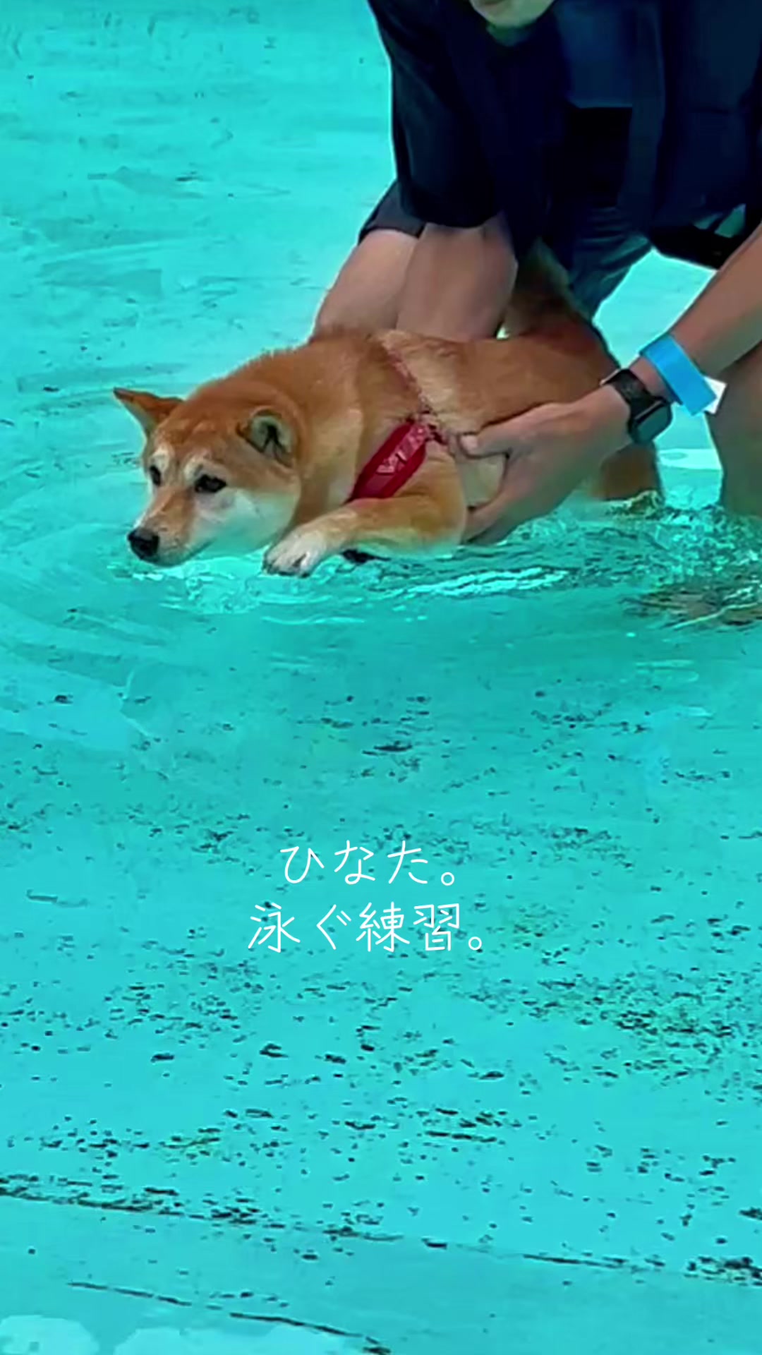 @ひでぽともぽ