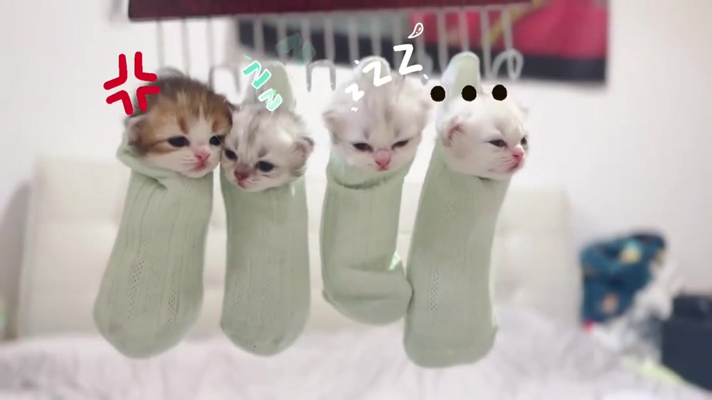 @catbosssss