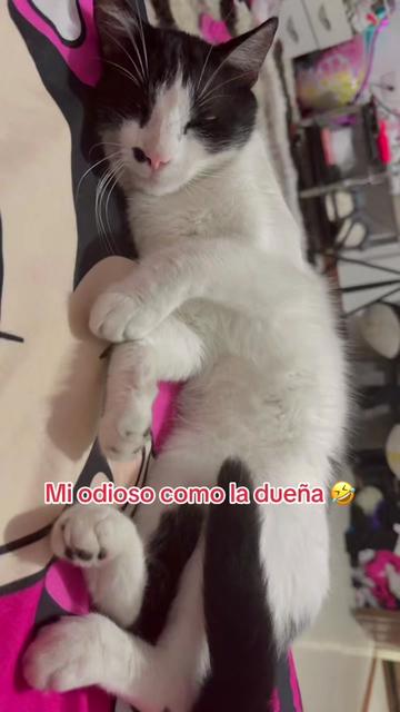 @Fresota bella💣