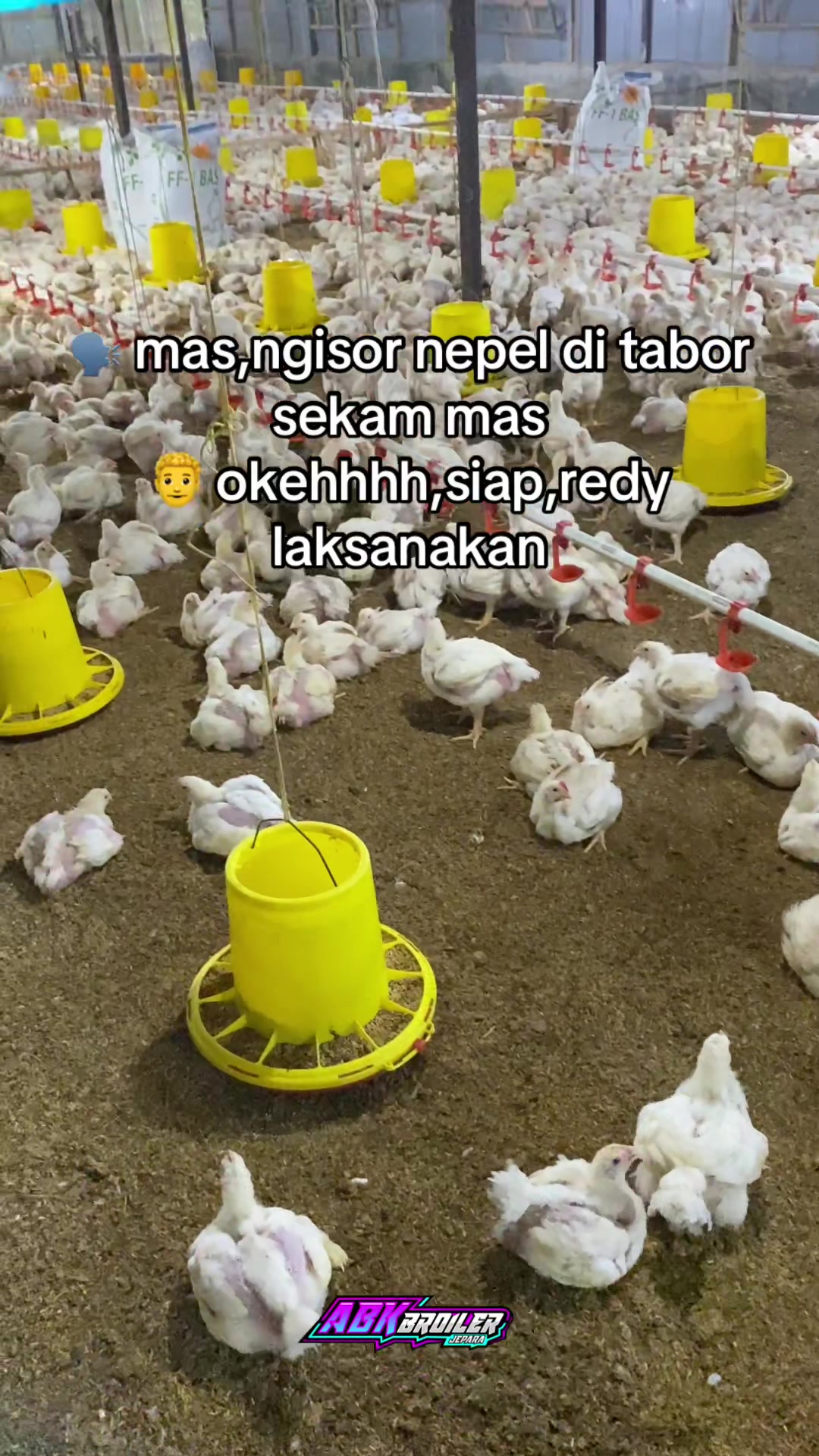 @ABK broiler