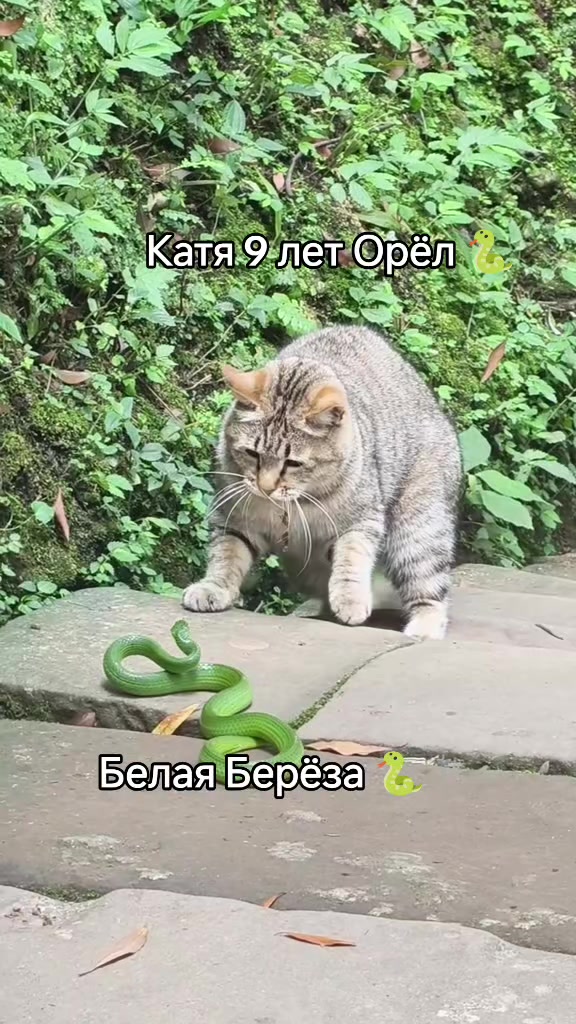 @kupit_slona_rek