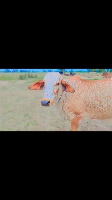 @🐄🐄🐄🐄🥀🥀🥀❣️❣️03287490091