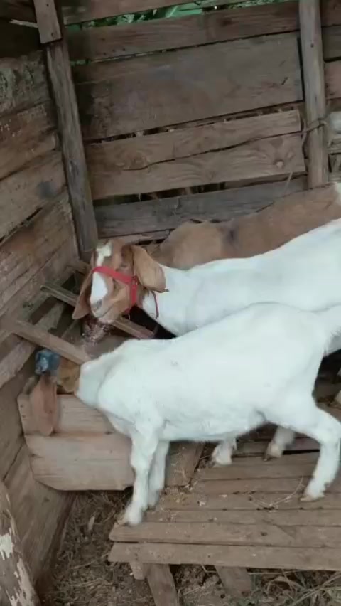 @haras amorim