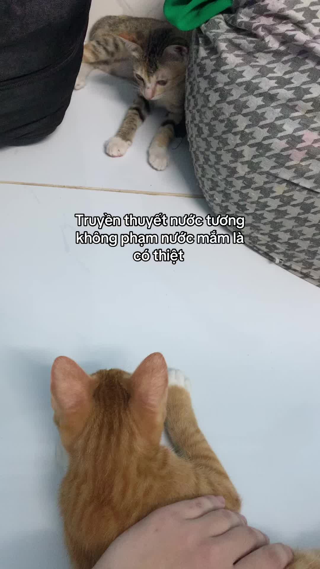 @Trú mèo tên mimi