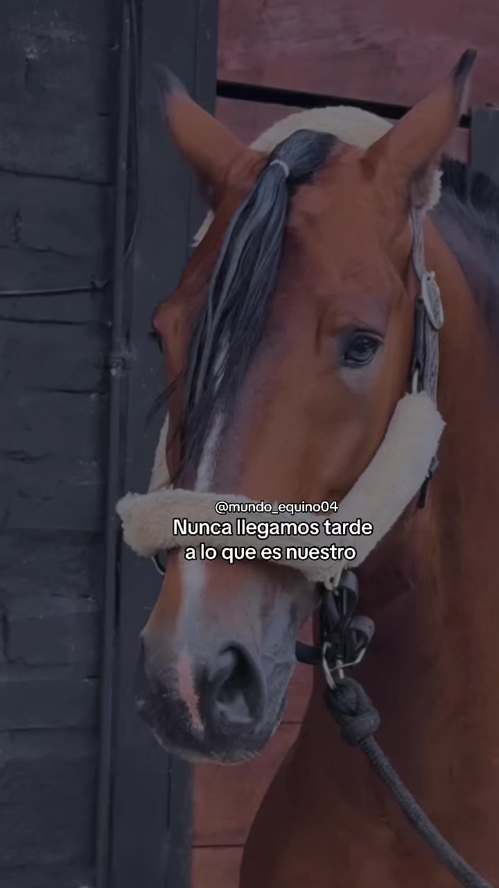 @mundo_equino04