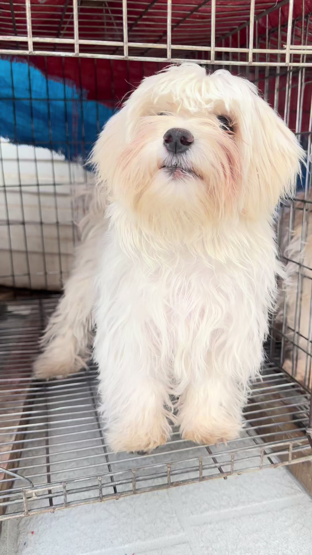 @KENNEL+๐พ