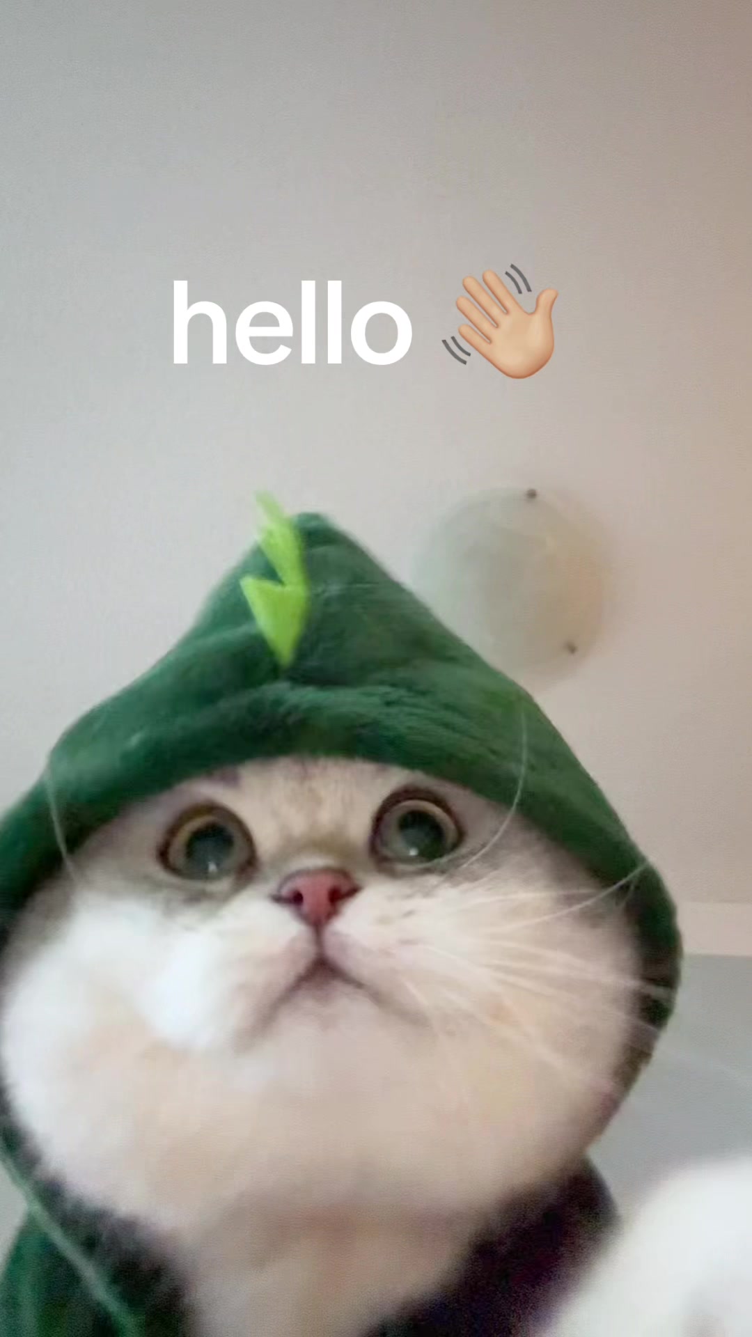 @Ollie the Cat