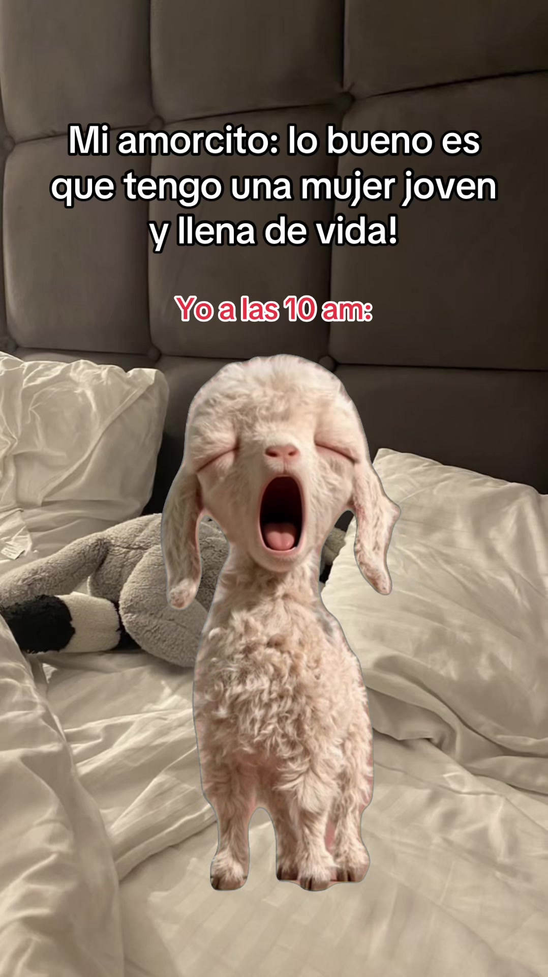 @El Woody 🤠