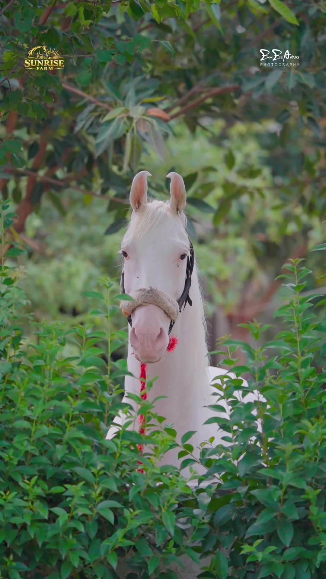 @SUNRISE STUD FARMS RAWALPINDI