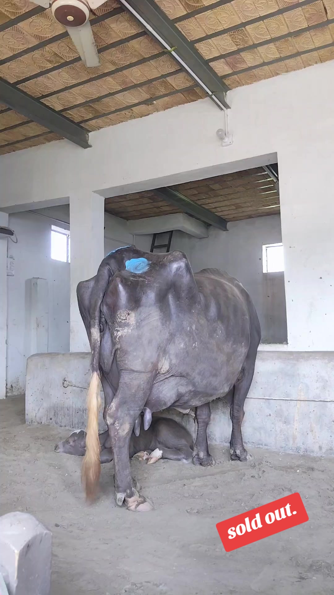@💖🐄یوسف خان گوندل الہ 💖🐄
