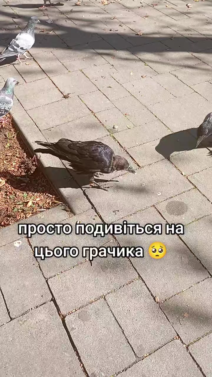 @вездещящий.🇺🇦