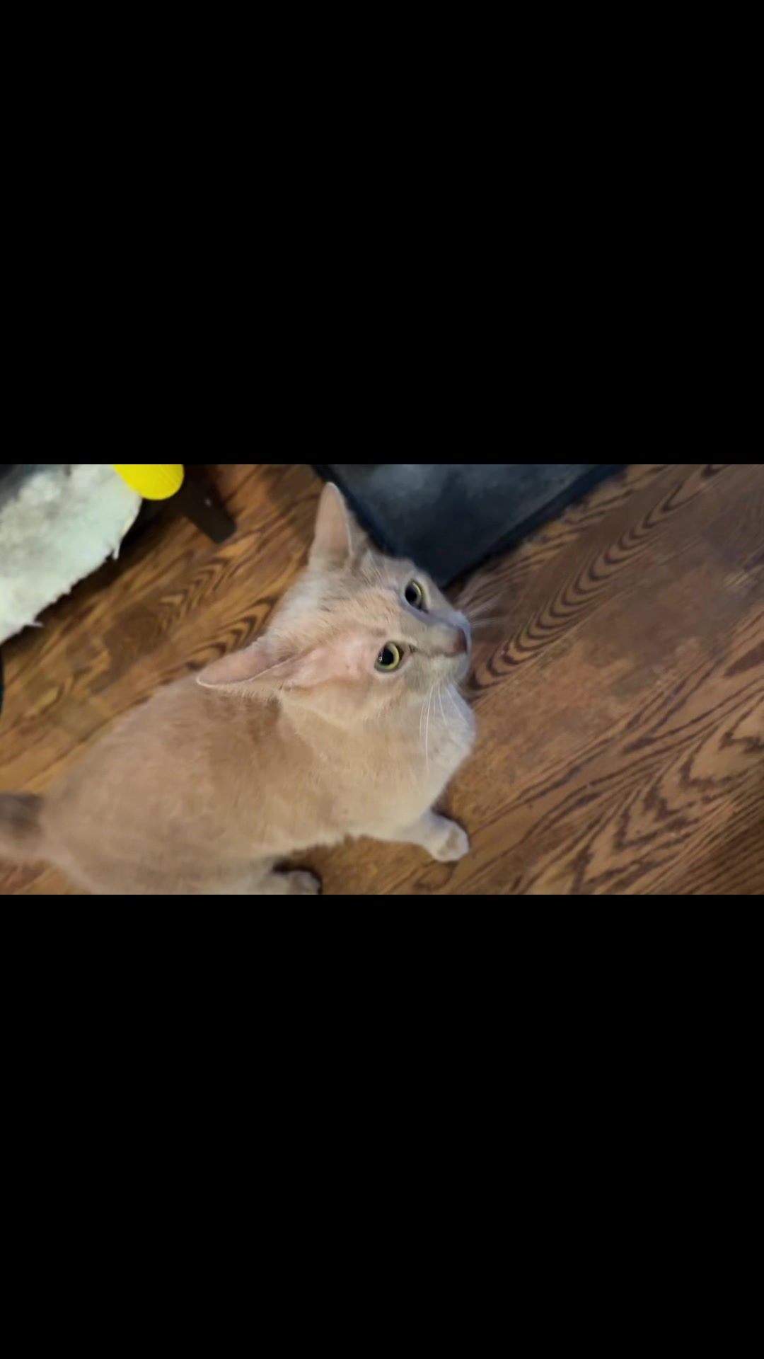 @North Toronto Cat Rescue