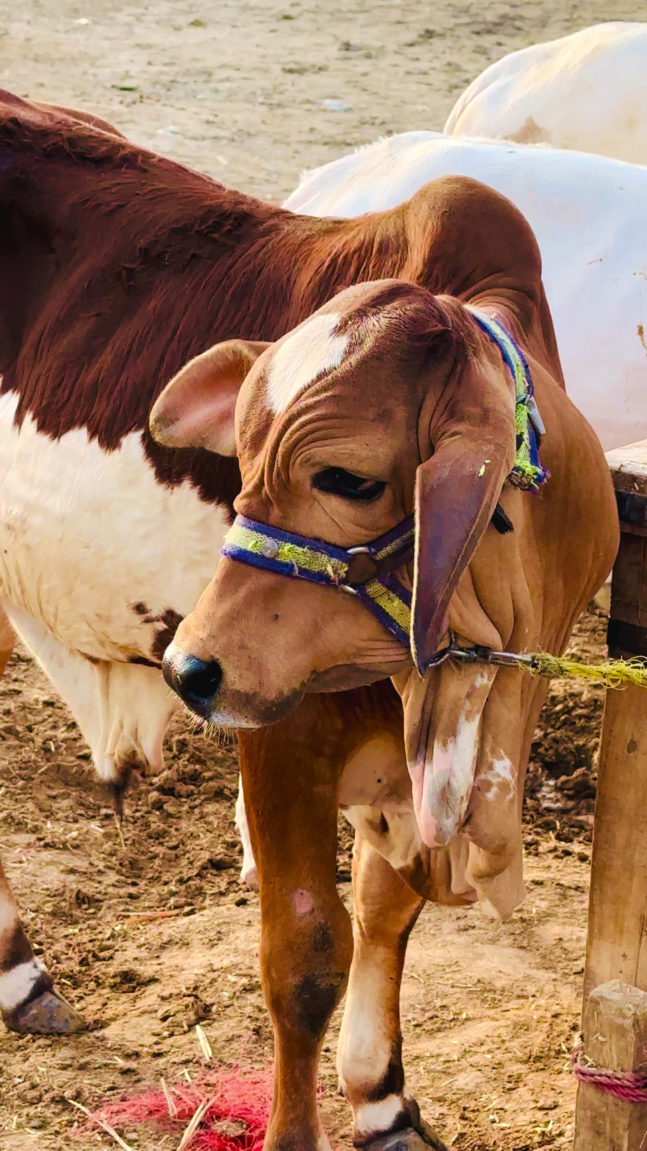 @Raza cattle farm 786
