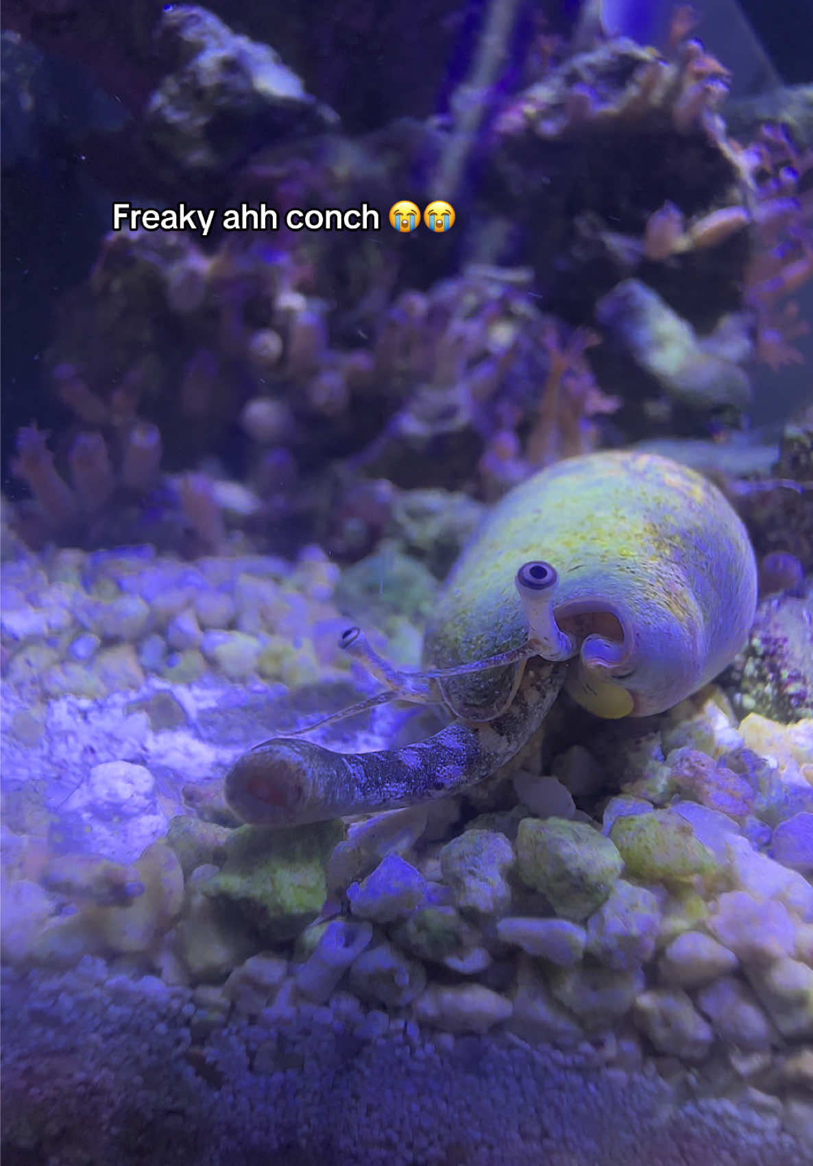 @ReefSync