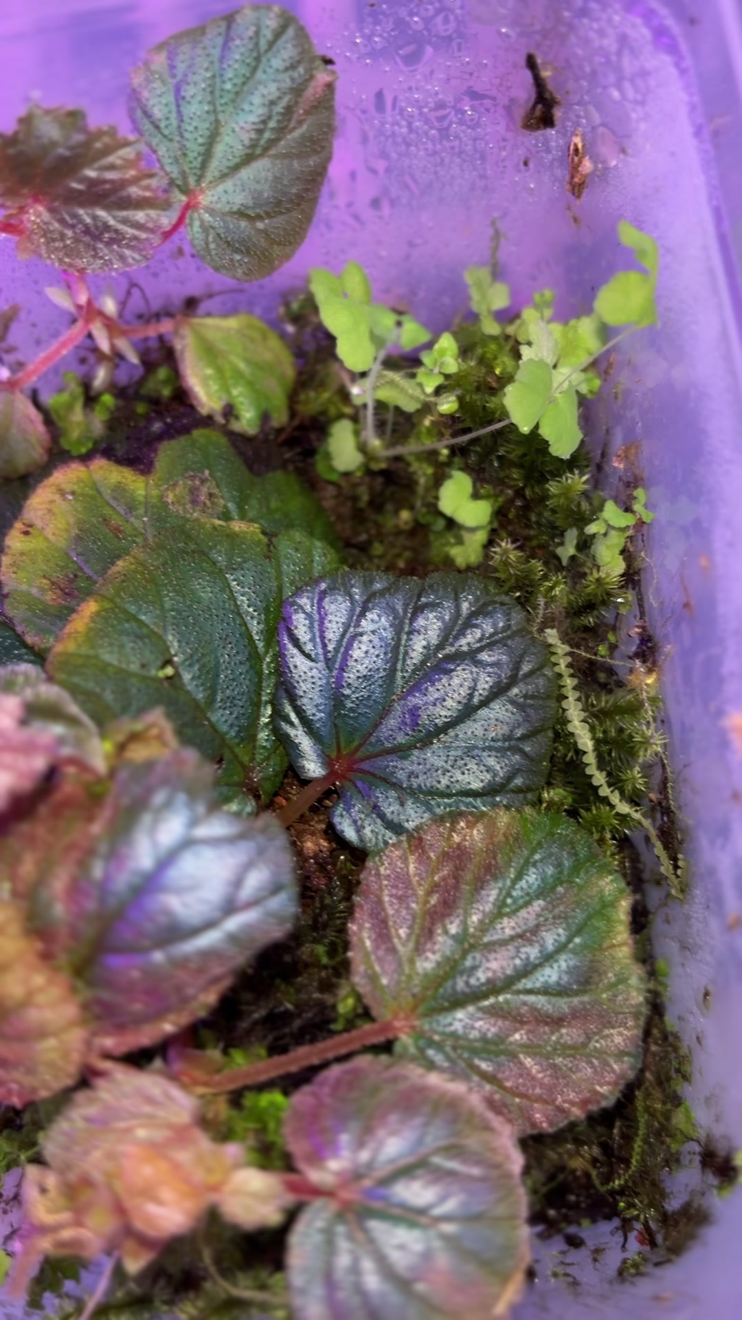 @Wildan Plantshop
