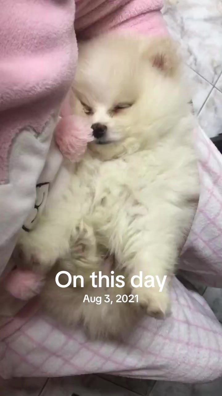 @gigi