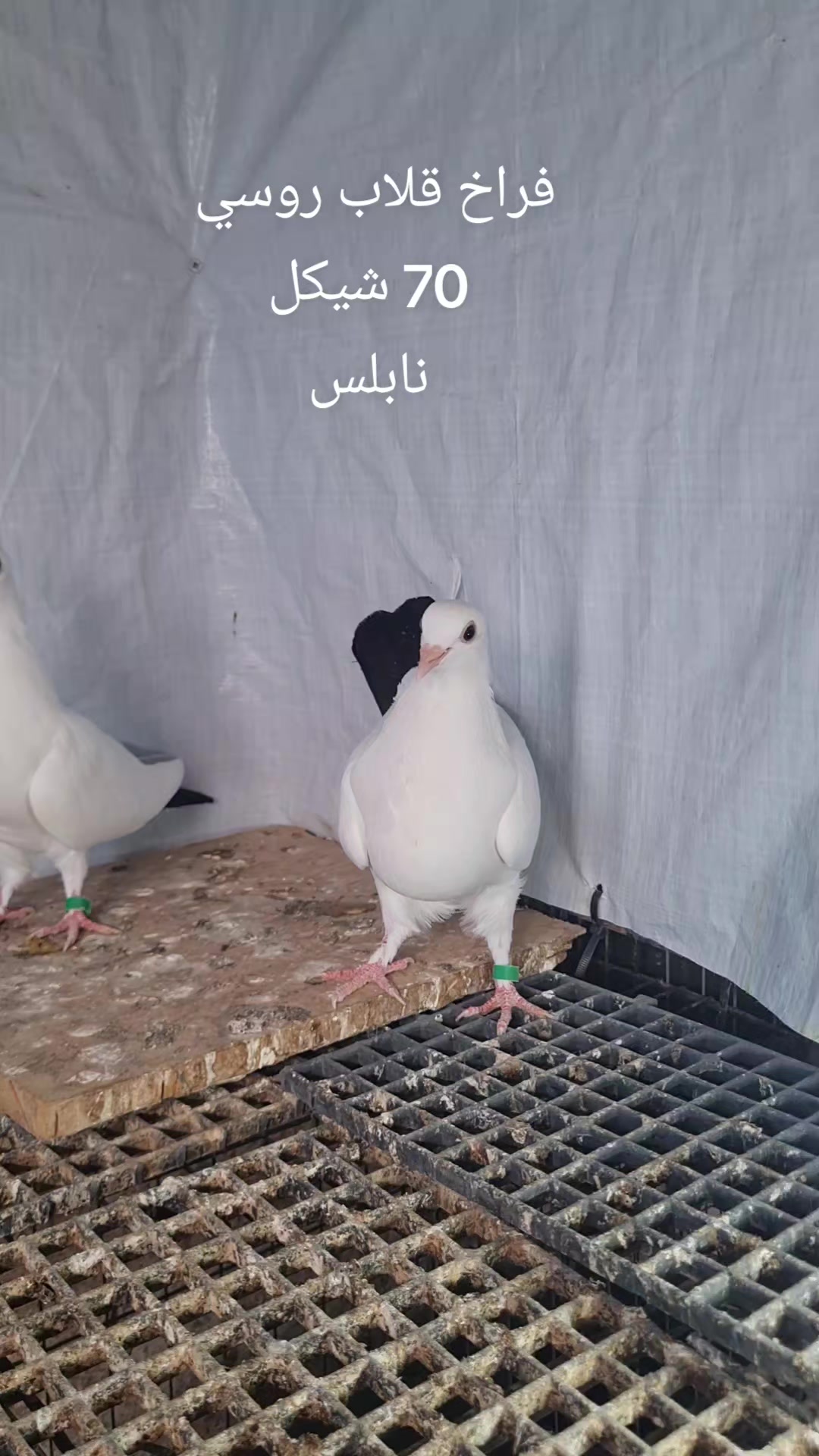 @Pigeons Tv