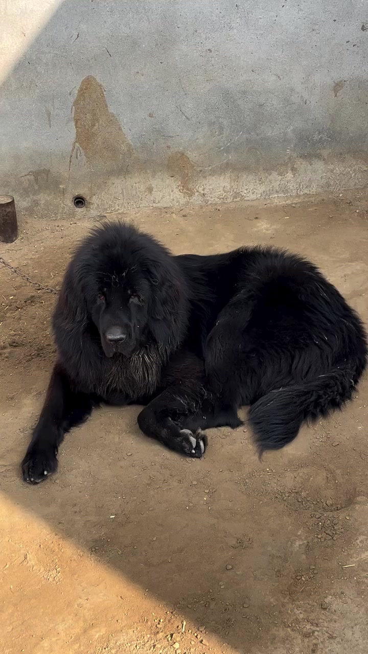 @Kashmiri_Bakrwal_Dog