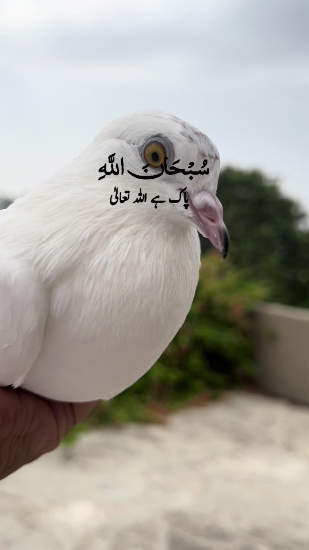 @The Best Pigeons