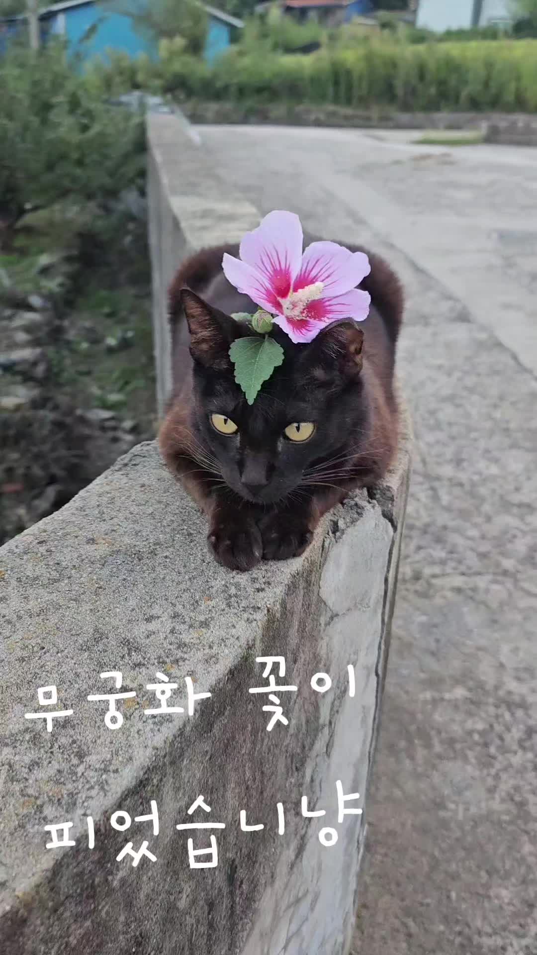 @검은고양이 터보