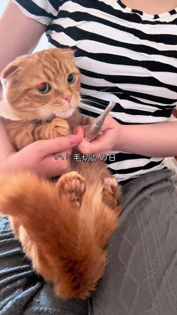 @あにまるファミリー/6猫2フェレット