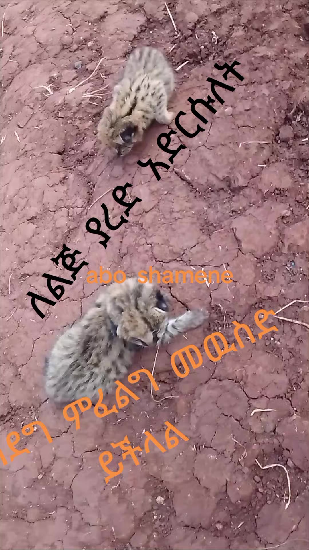 @Dejene11