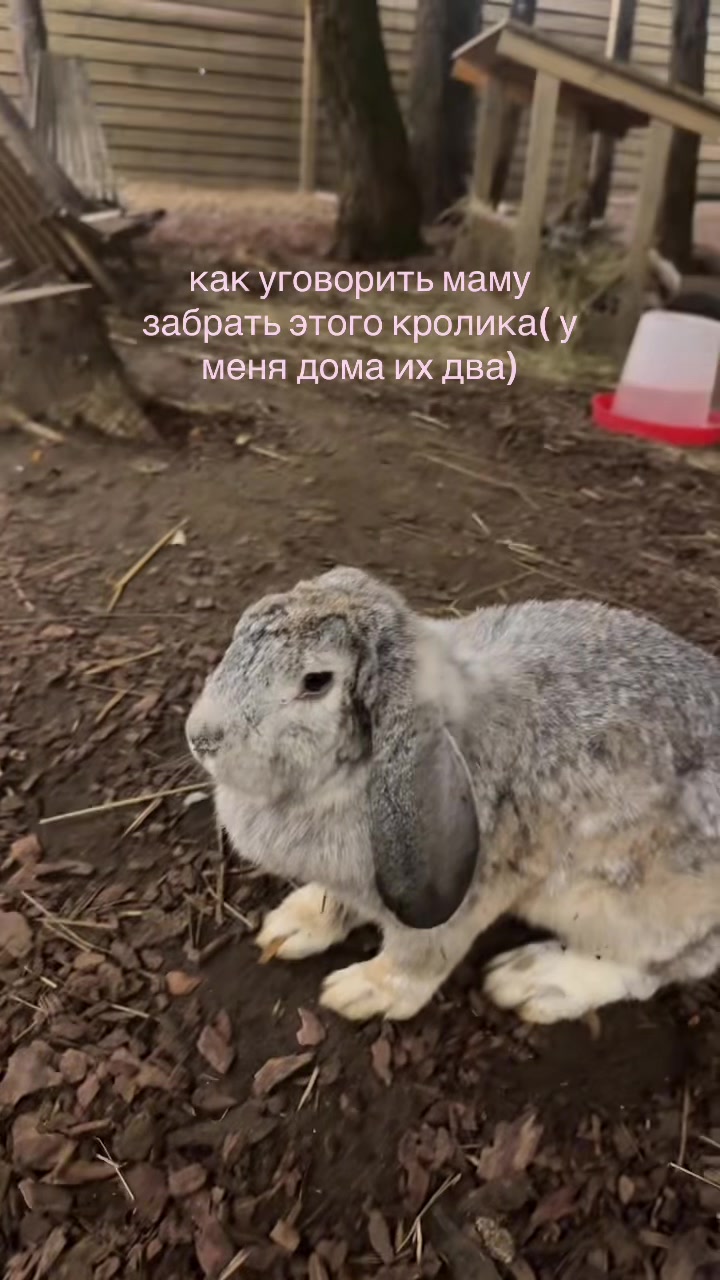 @ТГК: ваша шаехова