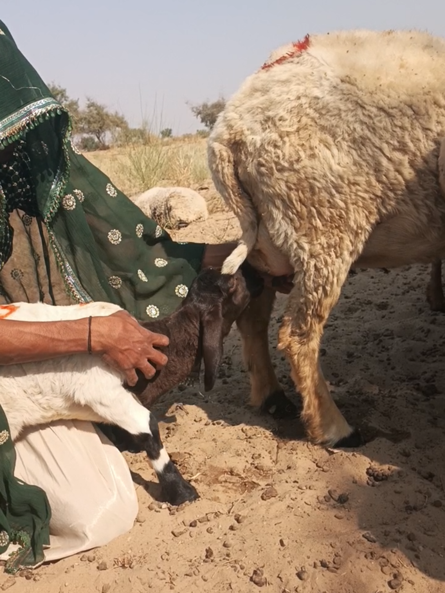 @Animals of desert