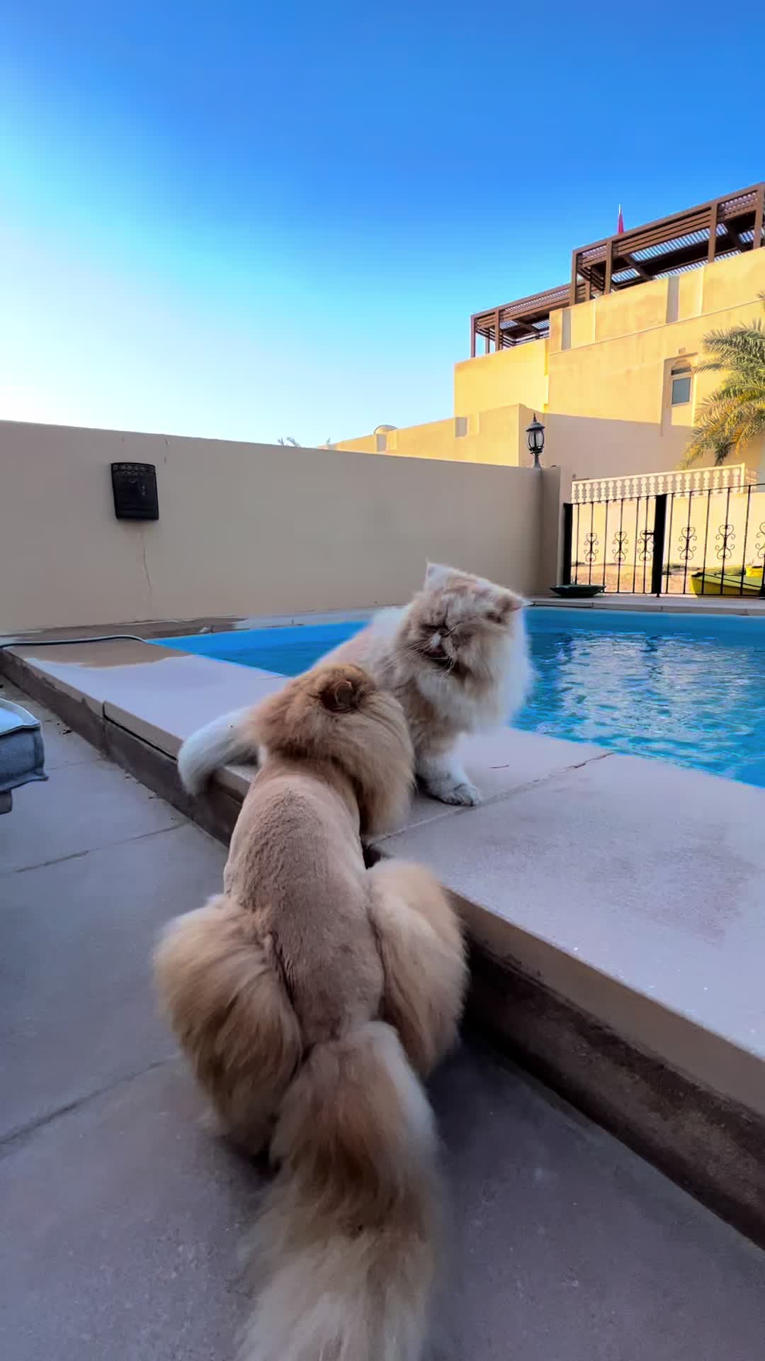 @thezenkitty