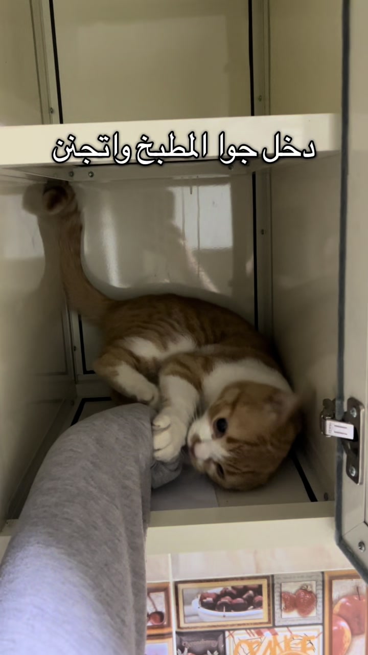 @Ahmed Mamdouh