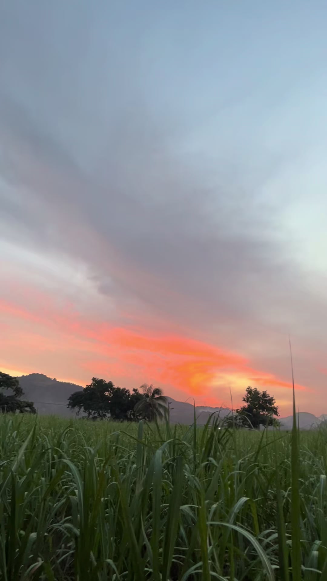 @CALI❤️🇯🇲