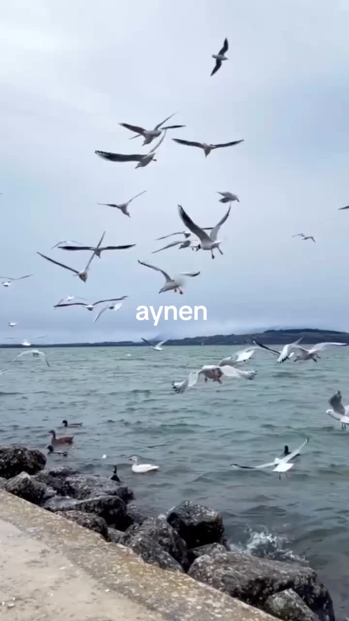 @Fatma Hayta