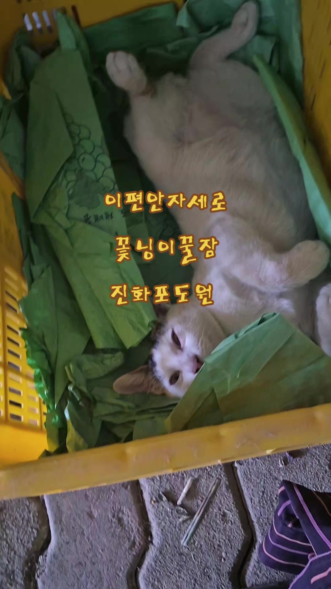 @진화포도원