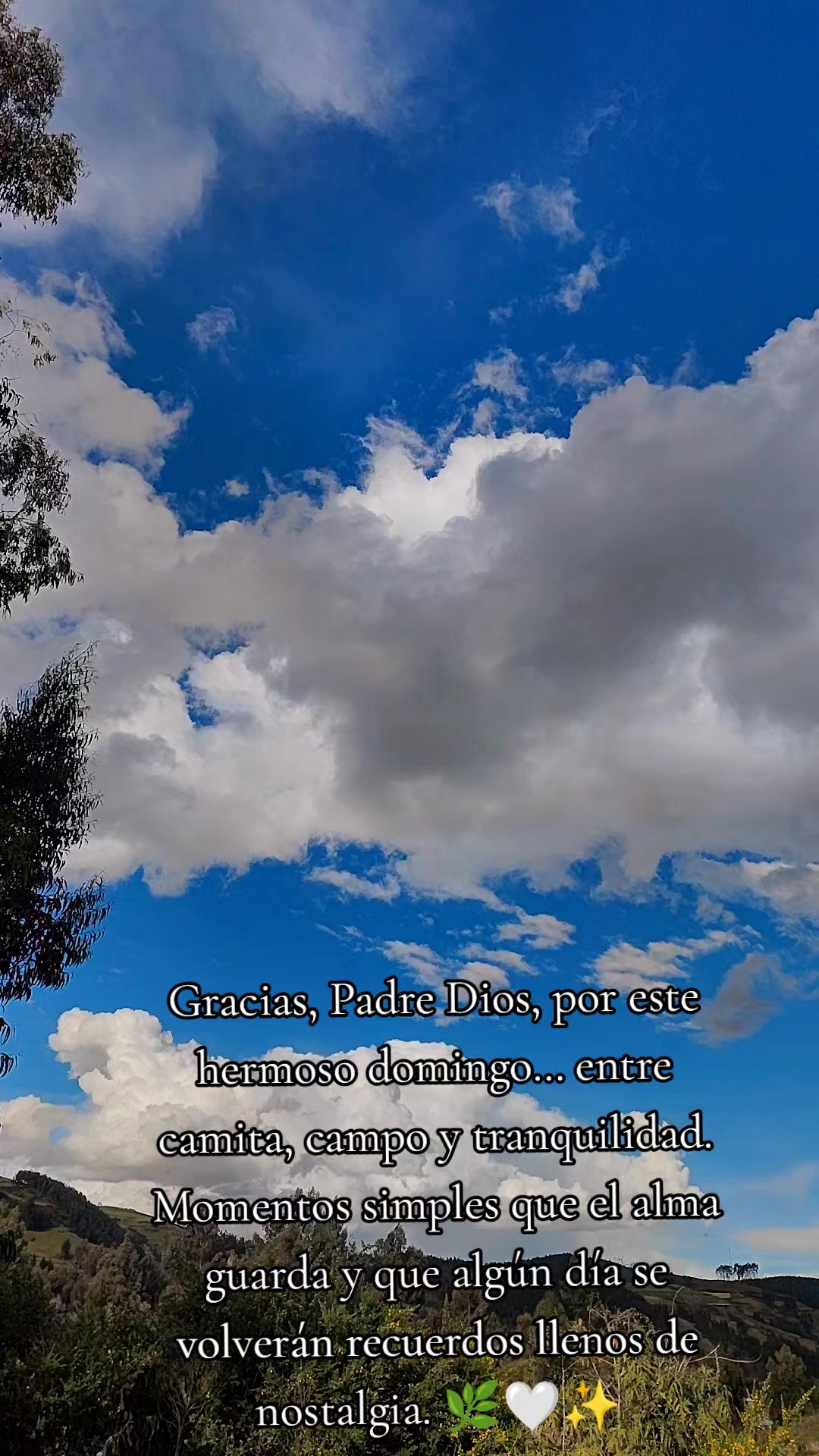 @MALLQUI LU🤗🦁 ÚNICA ✌️🌻🌻🦁