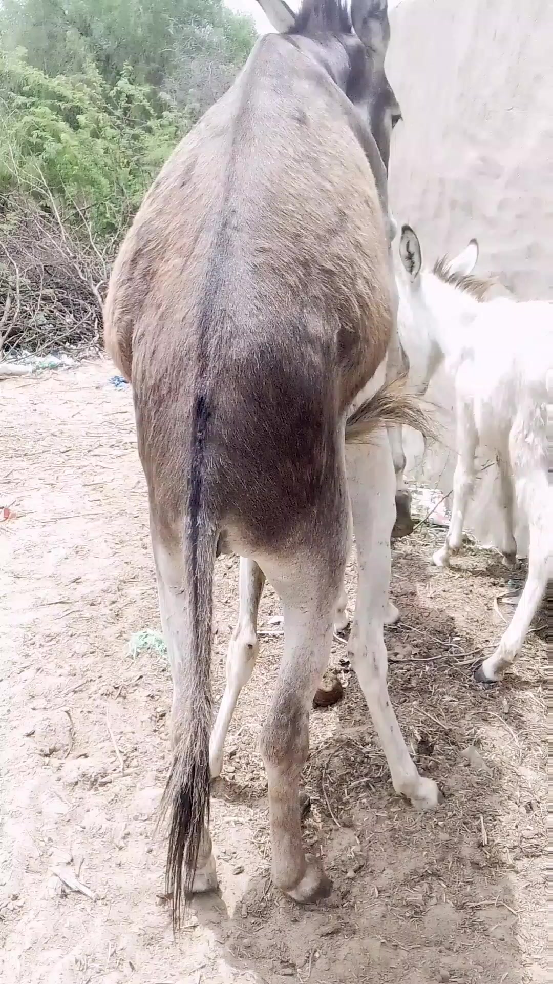 @animals053