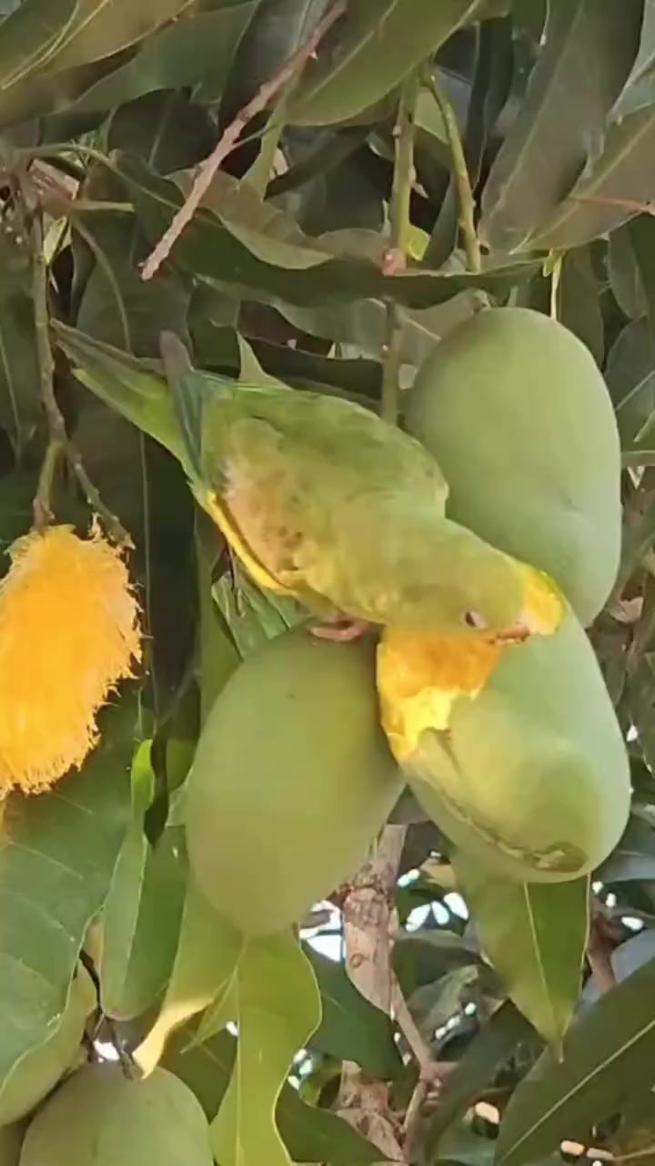 @💕Aنaya💕
