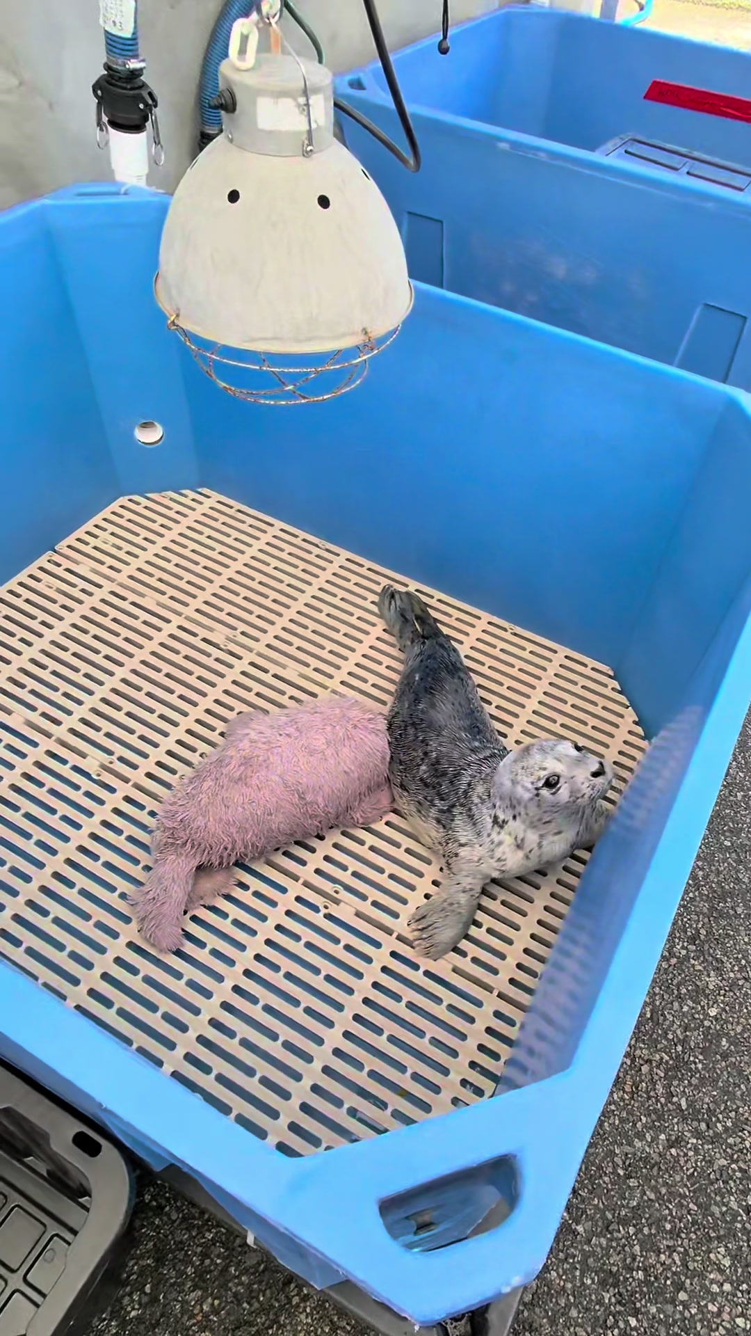 @Marine Mammal Rescue Society