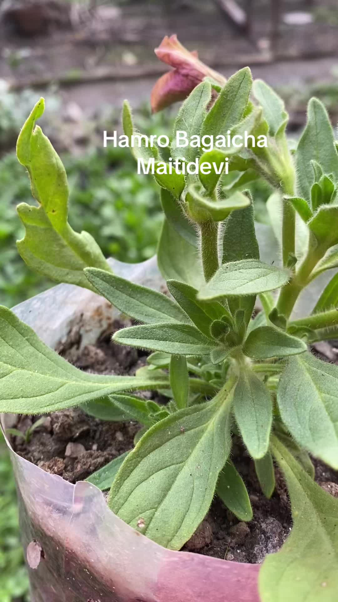@Hamro Bagaicha