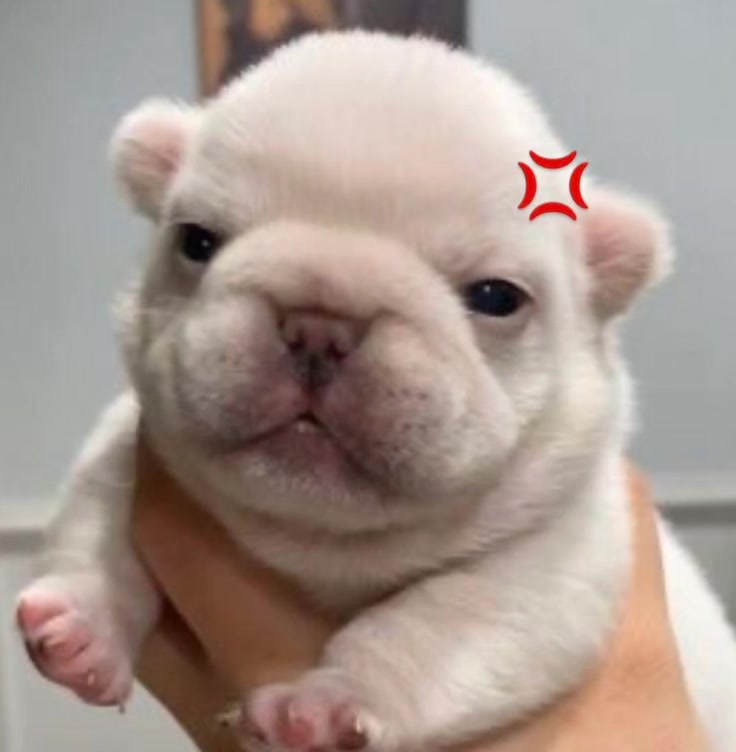 @💫𝐶𝑎𝑟𝑙𝑖𝑡𝑜𝑠 𝑀𝑎𝑔𝑖a💫