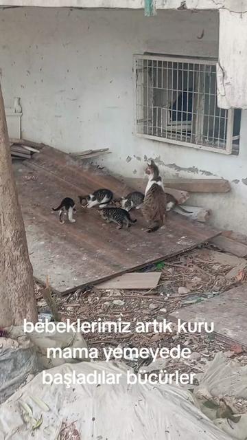 @Fatoşçırpan34