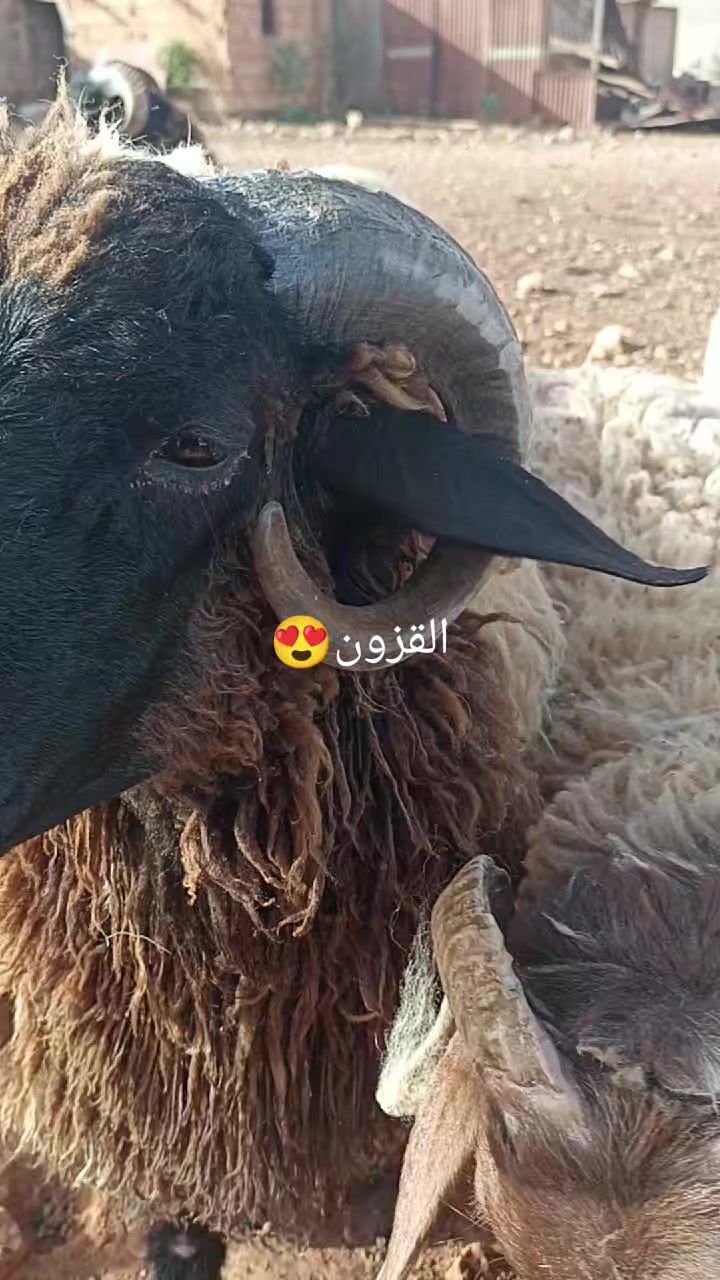 @الزعيم