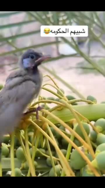 @حمـوديـﮯ آلبرشـلونيـﮯԊ