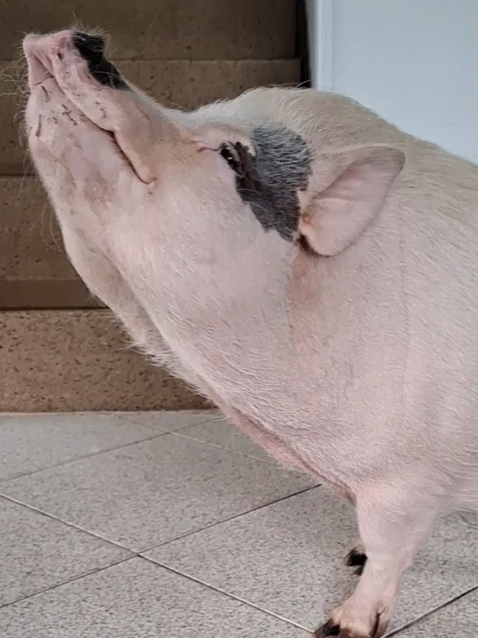 @🐷Ibi.pig🐷