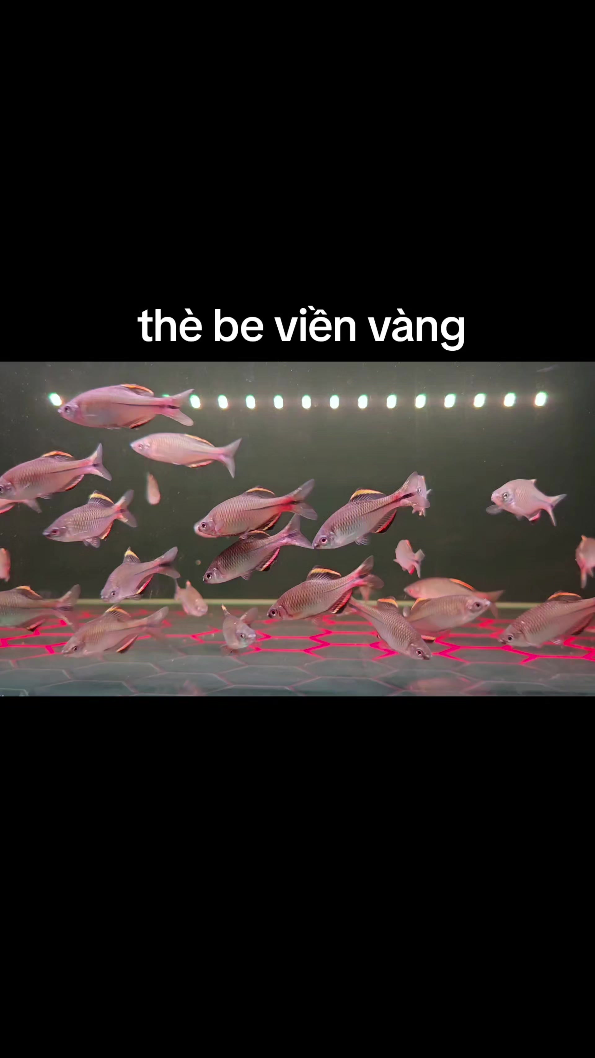 @Long chơi  hồng mi b&oacute;ng đ&ecirc;m 🦈